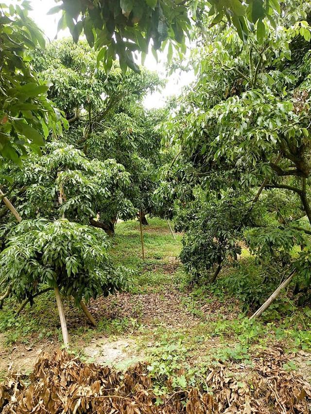 ที่ดินหางดงใกล้มหาวิทยาลัยนอร์ 2-2-64 ตรว 4.5ล้าน  1