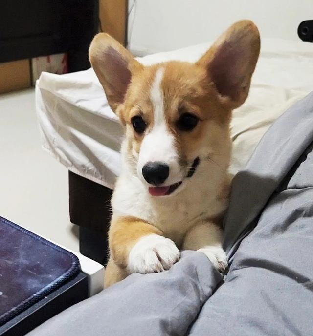 สุนัขคอร์กี้ หมาน้อยน่ารัก