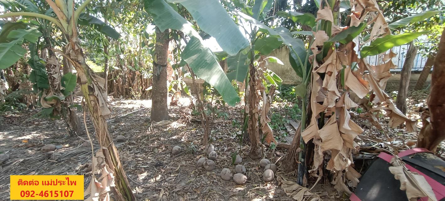 ที่ดิน มีสิ่งปลูกสร้าง 245 ตรว. หนองคาย 10