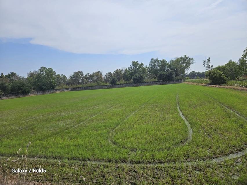 ขายที่ดินสำหรับปลูกบ้านที่ตำบลบ้านแป้งใกล้พระราชวังบางปะอินจังหวัดพระนครศรีอยุธยา 5