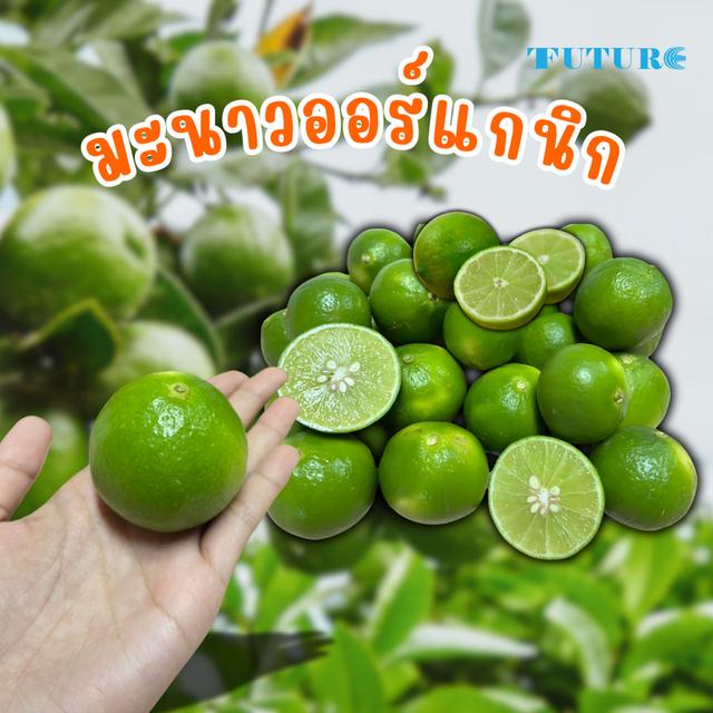 มะนาวสดจากไร่สวนสุข  คละไซส์ขนาด 1 กิโล ลูกใหญ่ น้ำเยอะ หอม เปลือกบาง คัดเกรด เก็บจากสวน 3