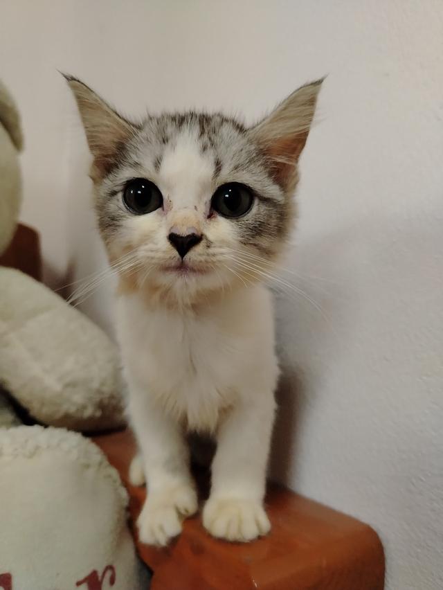 แมวเปอร์เซียผสมเพศชาย