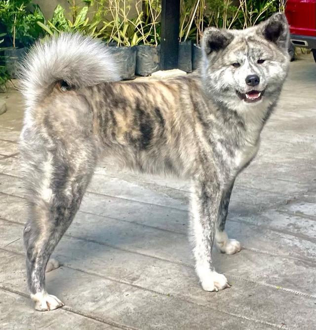 Dog Akita สีสวย พร้อมย้ายบ้าน