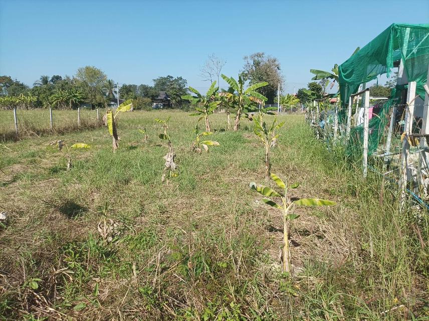 ขายที่ดิน 78ตร.ว. ต.สง่าบ้าน อ.ดอยสะเก็ด จ.เชียงใหม่ 3