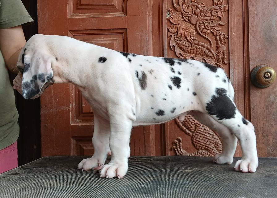 ลูกเกรทเดนคุณภาพ Great dane for sale รูปที่ 6