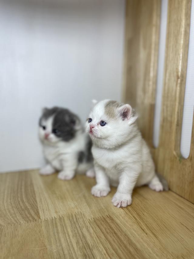 ลูกแมวมันชกิ้น ขายาว รูปที่ 7