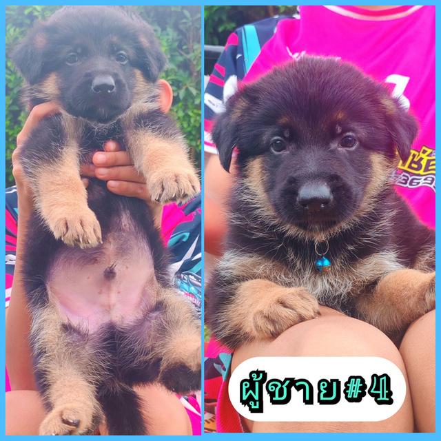 ลูกสุนัขเยอรมันเชพเพิร์ดแท้ รูปย่อยที่ 4