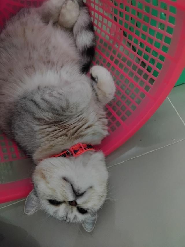 ด.ญ นนทบุรี