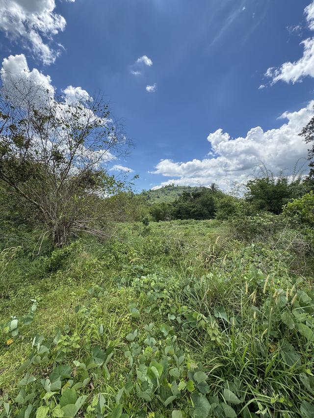 ที่ดินแถวอำเภอช้างกลาง จังหวัดนครศรีธรรมราช 11