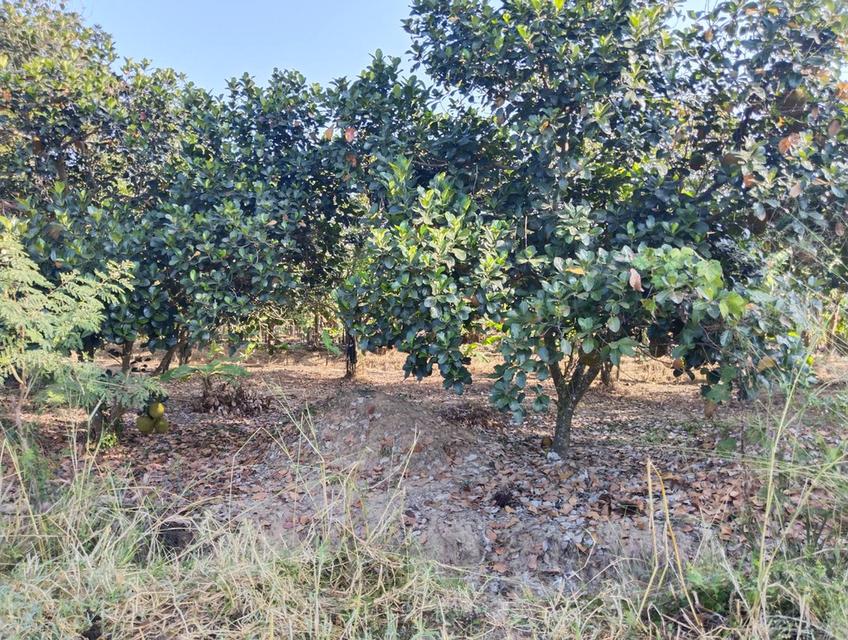 ที่ดิน บ้านพร้อมที่ดิน อ.บ้านลาด จ.เพชรบุรี 11