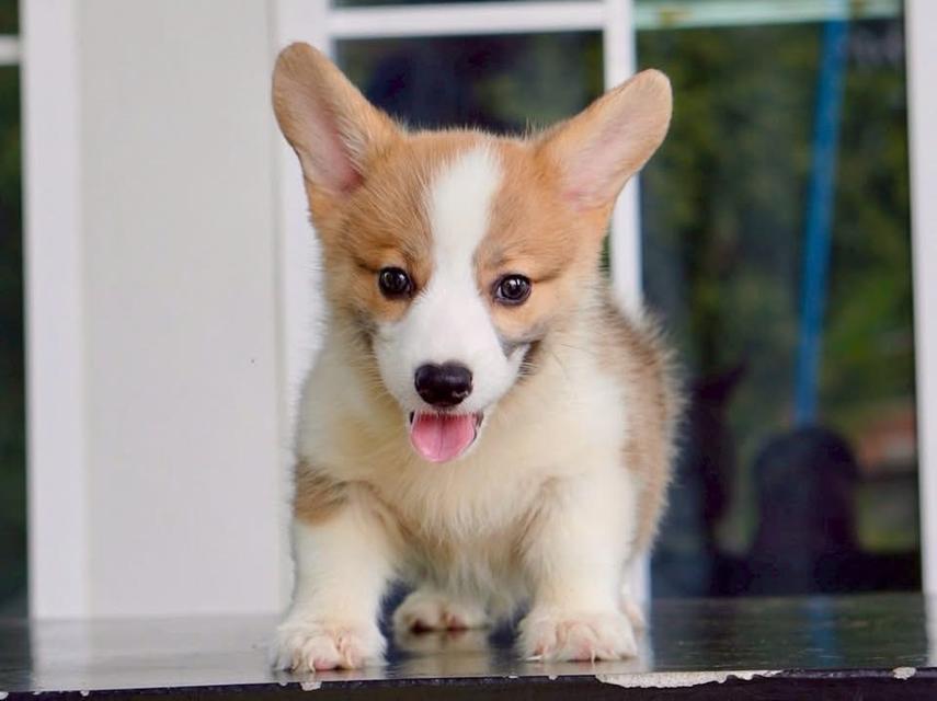 คอร์กี้ corgi 