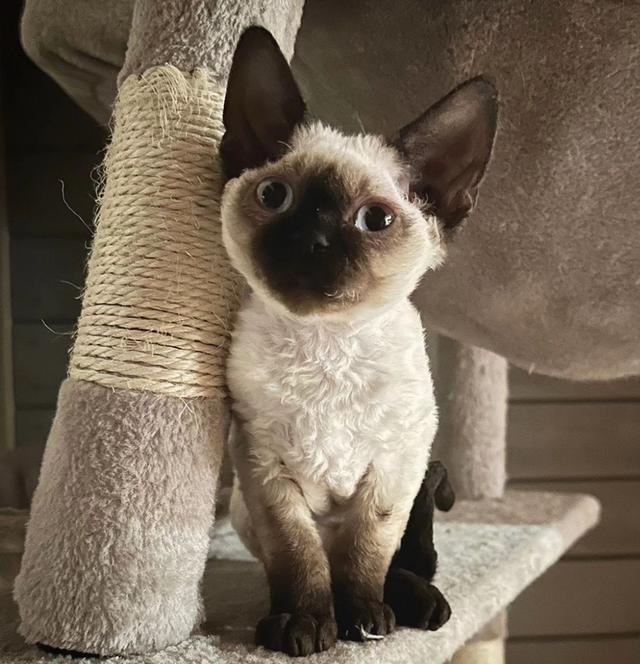 ขายแมวเดวอนเร็กซ์ขนหยิก หน้าสีน้ำตาล 3