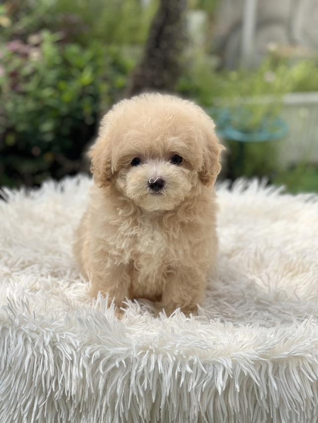 น้องบัตเตอร์ พุดเดิล ทีคัพ เพศหญิง นำเข้าจากจีน
