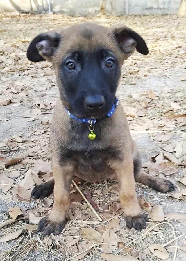 สุนัขพันธุ์ Belgian Malinois 3