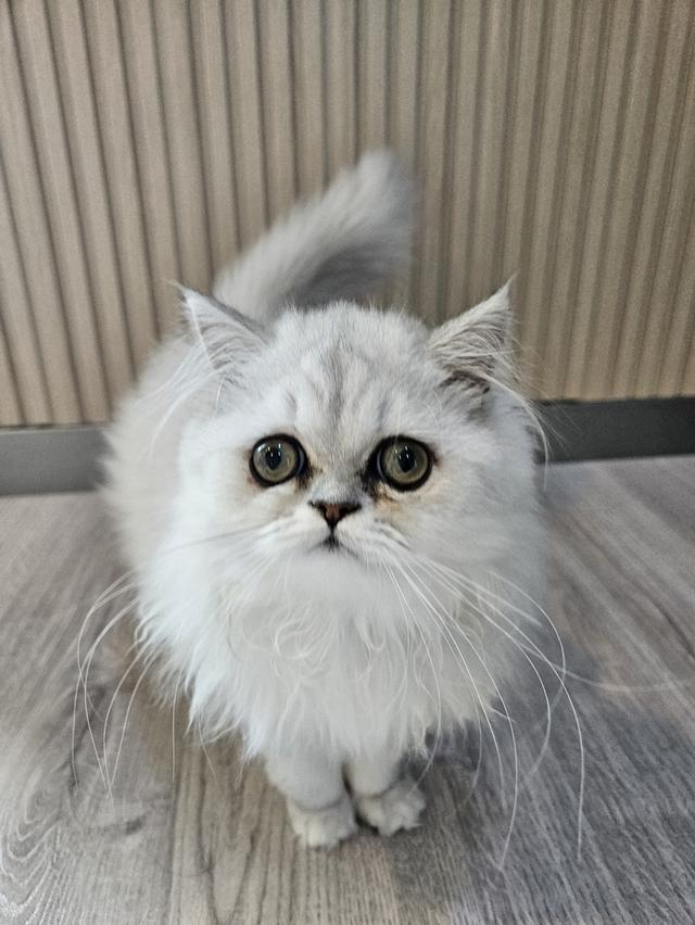 ขายลูกแมวเปอร์เซีย ชินชีล่า  เพศหญิง 4,500 บาท