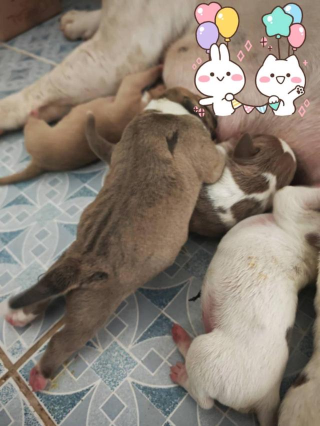 p'tigerขอนแก่น 3,500-5,500฿สุนัข อเมริกันบูลลี่ ราคาถูก และลูกหมาพันธุ์ Bully ฟาร์ม P'tiger ขอนแก่น 14