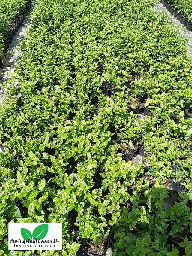 มะลิลา ต้นมะลิลา