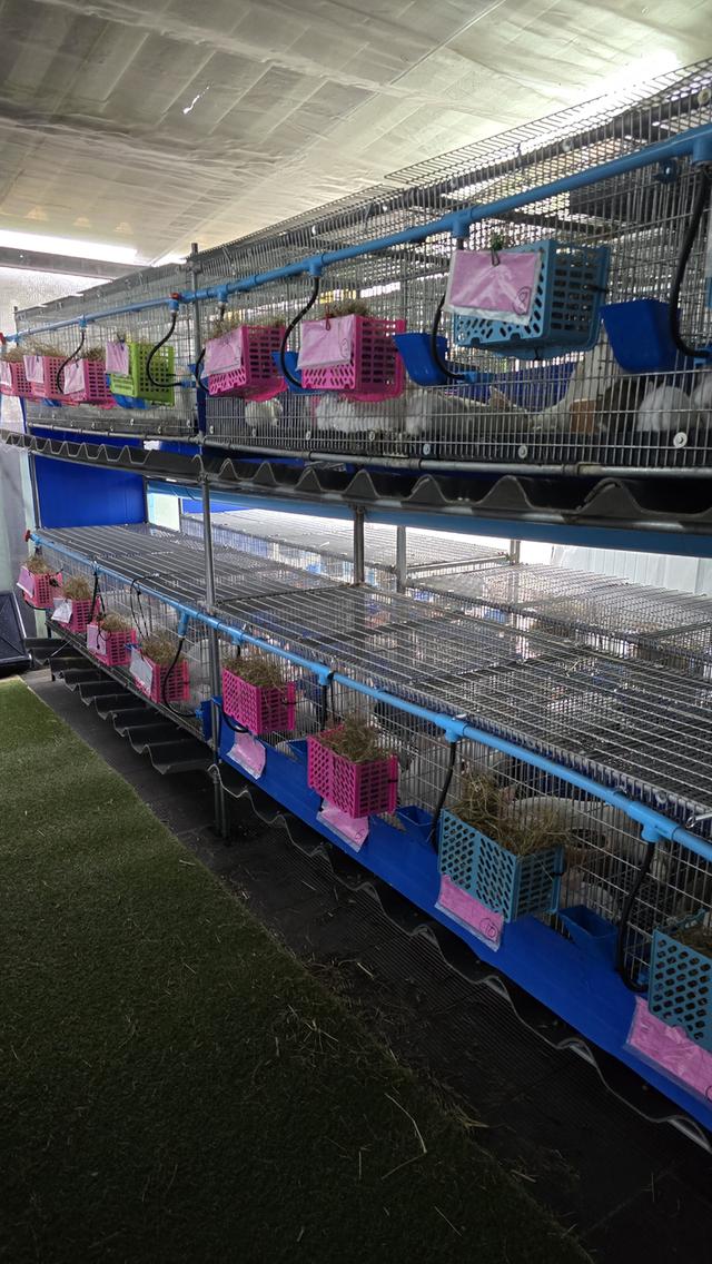 กระต่ายมินิเร็กซ์,ฮอลแลนด์ลอป,นิวซีแลนด์ไวท์ 11