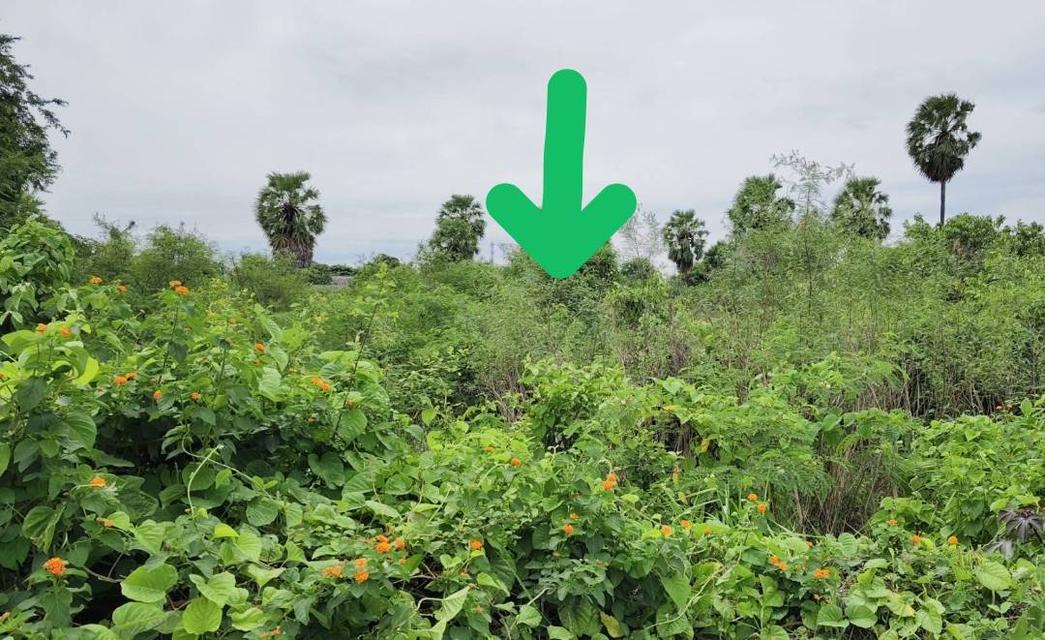 ขายที่ดินวิวเขาใกล้พุทธมณฑลจังหวัดสุพรรณบุรี 1