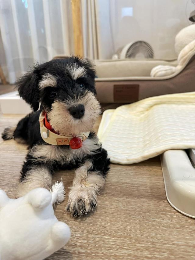 ลูกสุนัข Schnauzer น่ารักๆ