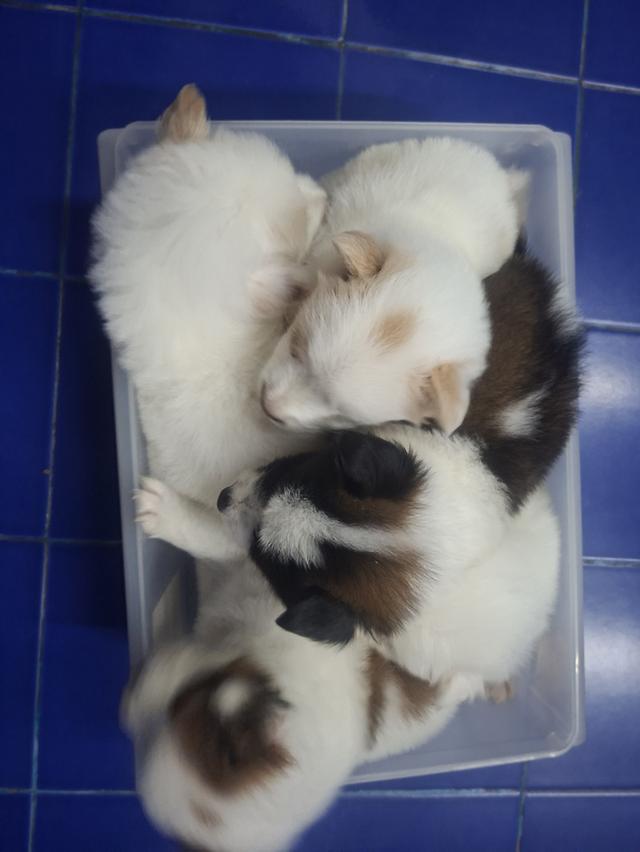 บางแก้วแท้ 100% ไม่แรง กทมตลิ่งชัน 2