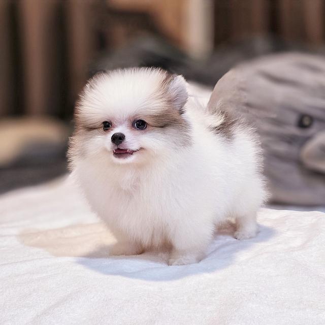 ปอร์เช่ ปอมแท้หนุ่มหล่อสีปาร์ตี้ขนแน่นฟอร์มหมี