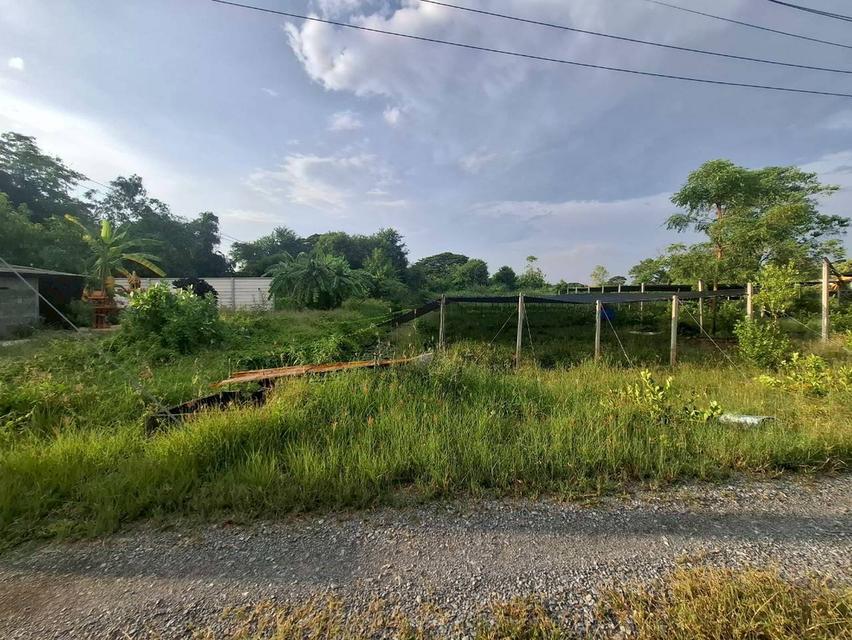 ขายที่ดินเปล่า ถนนบางม่วง-บางคูลัด บางใหญ่ นนทบุรี 2