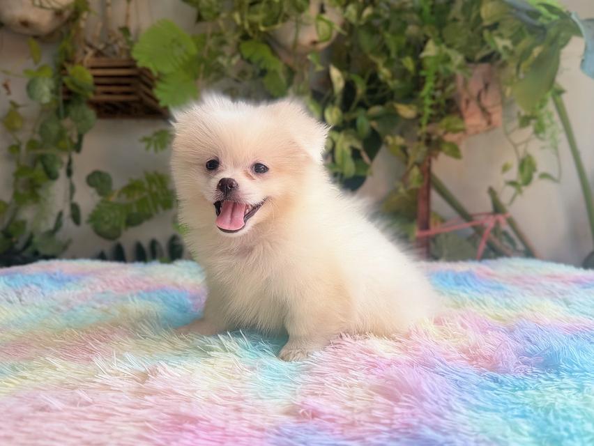 ปอมผสมชิวาวาสีขาวครีมเพศเมียพิกัดรามอินทรา