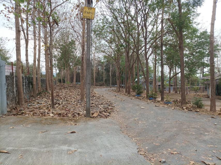 ขายที่ดินพร้อมสิ่งปลูกสร้าง ต.เชิงดอย อ.ดอยสะเก็ด จ.เชียงใหม่ 4