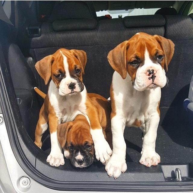 Boxer Puppies WhatsApp me : +66 63 826 3042
