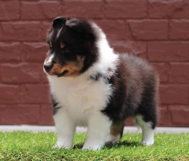 ขายน้องหมา Shetland Sheepdog เพศเมีย