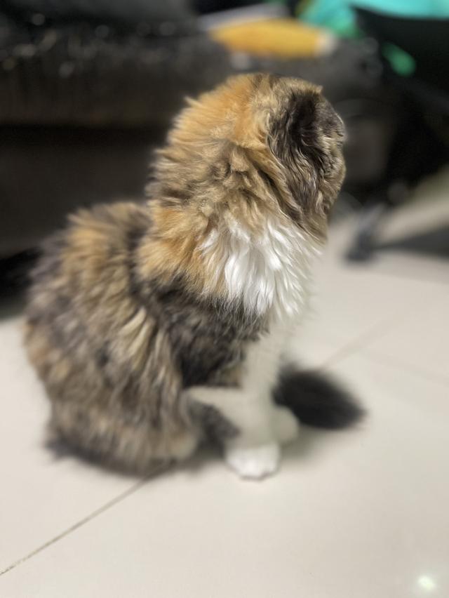 แมวสามสีนำโชค(หญิง3เดือน)เกิด9/9/68 4