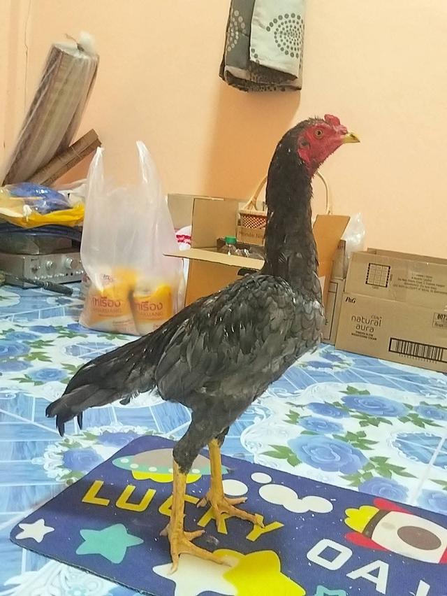 ไก่เชิงก๋อยทุบหลังไก่ 3 เดือน 2