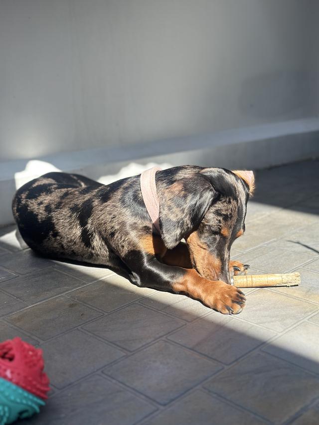 Dachshund puppy 6 months blue eyes, fully vaccinated รูปที่ 7