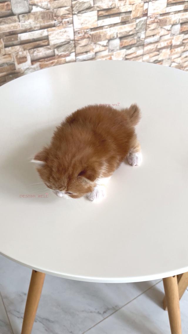 แมวสก๊อตติชแท้ พกใบเพดscfc เพศผู้ รูปที่ 6