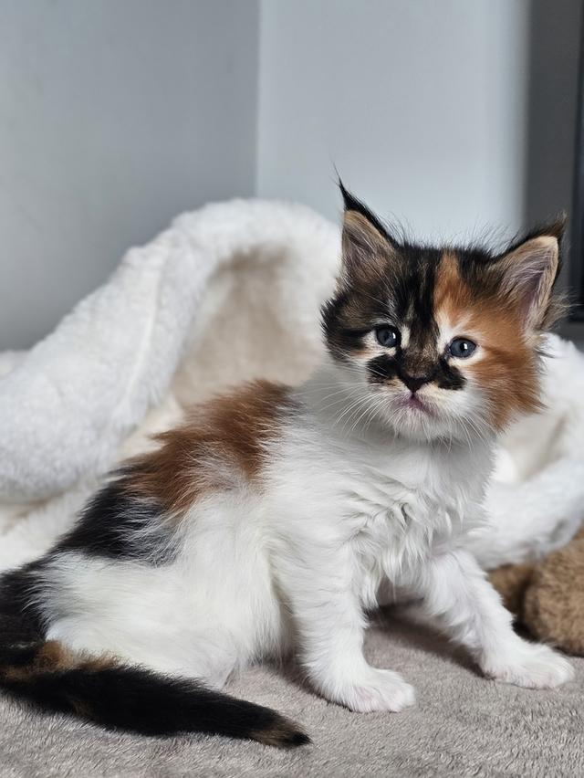 ลูกแมวเมนคูนแท้ เพศเมีย 9