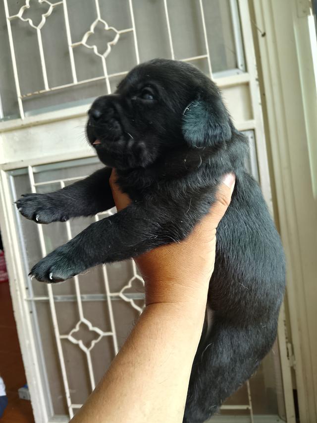 ขายลูกสุนัขพันธุ์ลาบราดอร์ รูปที่ 2