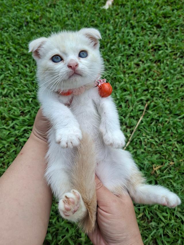 แมวพันธุ์สก็อตติชตัวผู้