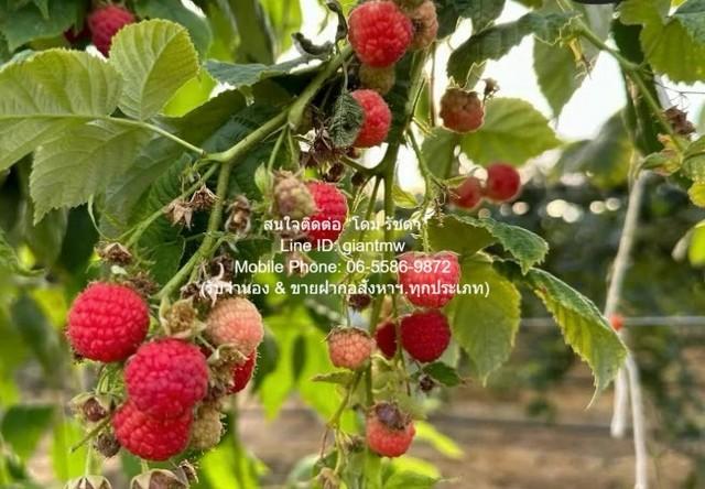 ที่ดิน ขายที่ดิน พร้อมกิจการฟาร์มเกษตร 26 ไร่ ใกล้วัดพระขาว ปากช่อง นครราชสีมา ราคา 60 ล้านบาท พ.ท. 26 ไร่ 0 NGAN 0 ตร.ว 5