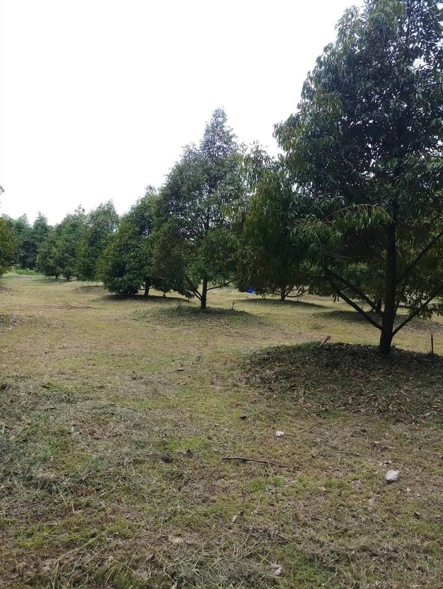 ขาย ที่ดินสวนทุเรียน จังหวัด ระยอง 2