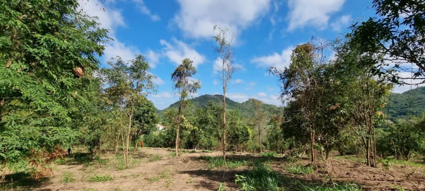 ขายบ้านสวนเขาใหญ่ พร้อมสวนผลไม้ ไม้เศรษฐกิจ ที่ดิน19ไร่ เขาวง หนองน้ำแดง ปากช่อง วิวเขาสวย ติดถนนลาดยาง7165 ใกล้มิตรภาพ มีภบท.ท้ายที่อีก9ไร่ รวม27ไร่ 6