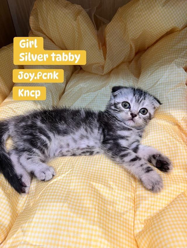 แมวพันธุ์สก็อตติชโฟลด์ 3