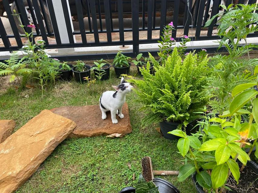 ขายบ้านเดี่ยว กลางเมืองชัยภูมิ ติดถนนใหญ่ 4