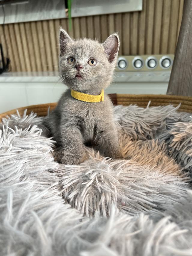 ลูกแมว บริติช ช็อตแฮร์ ใบเพ็ดนอกWCF(British Shorthair)