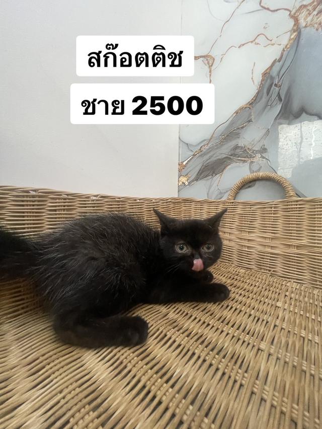 แมวสก็อตติช 2500 เพศ ชาย
