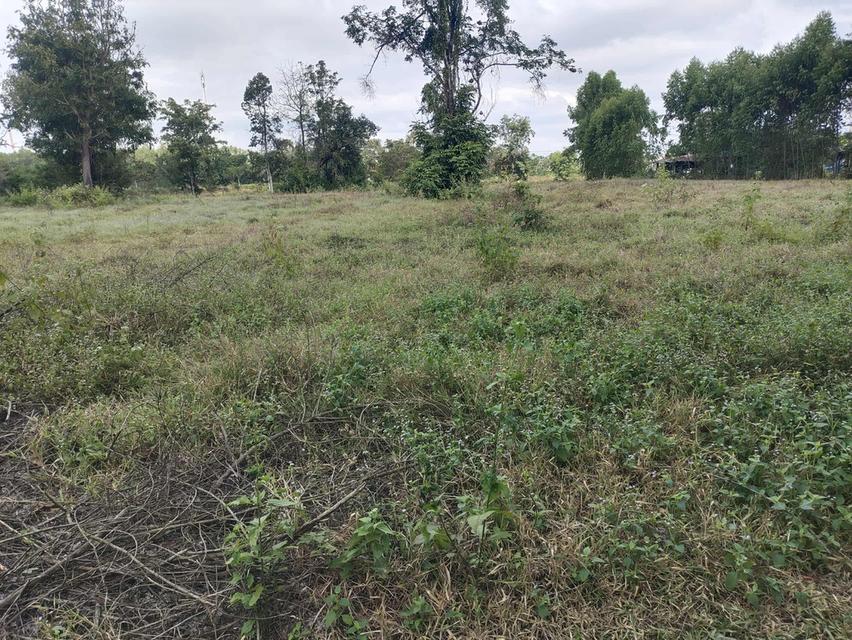 ที่ดินปักธงชัย นครราชสีมา 4