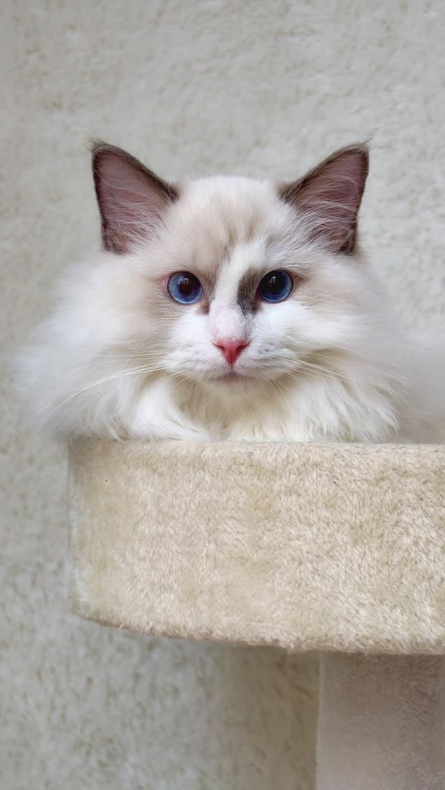 ลูกแมวแร็กดอลล์สายพันธุ์แท้ ดวงตาสีฟ้าสวยงาม 🐾💙 รูปที่ 12