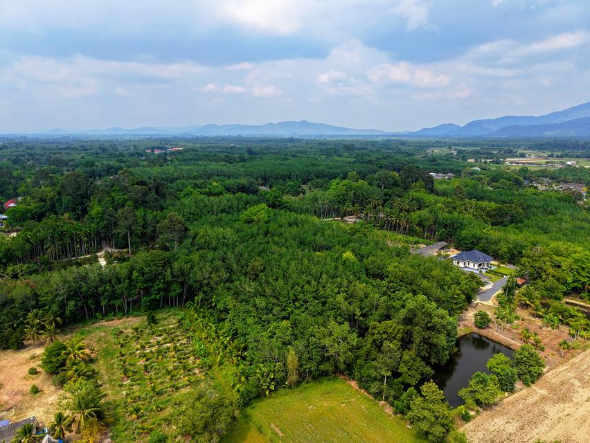 ขายที่ดิน อ.บ้านค่าย จ.ระยอง - 4 ไร่ 1 งาน 92.3 ตารางวา 7