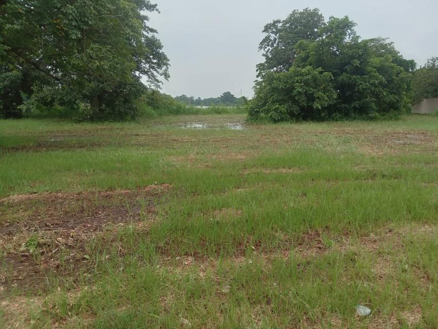 ขายที่ดินเปล่า 235 ตรว. ติดถนนคอนกรีต ติดทะเลสาบขนาดใหญ่ โครงการหมู่บ้านเดอะลากูน 1 7