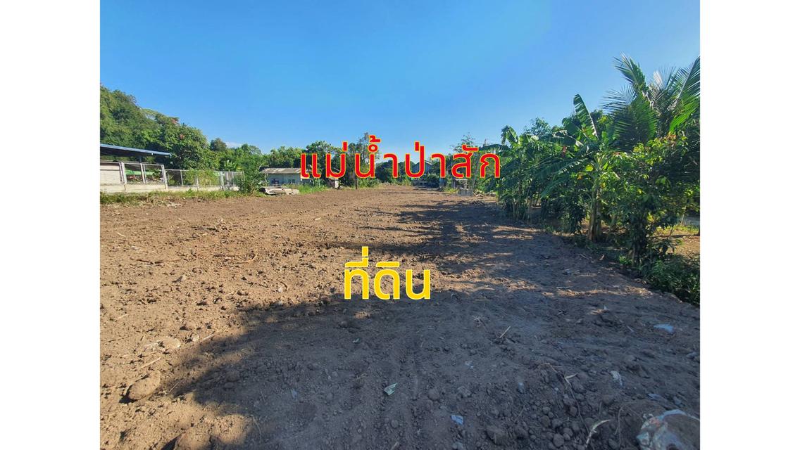 ขายที่ริมแม่น้ำป่าสัก (น้ำไม่ท่วม) นครหลวง อยุธยา 600 ตาราวา เหมาะสร้าง คาเฟ่ รีสอร์ท บ้านริมน้ำ อู่ต่อเรือ เวลเนสwellness 5